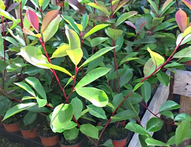 Christmas Berry / Photinia fraseri 'Red Robin' Hedging 40-60cm Tall Potted