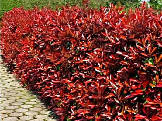 5 Red Robin Hedging Photinia Evergreen Plants Fast Growing 25-40cm Potted