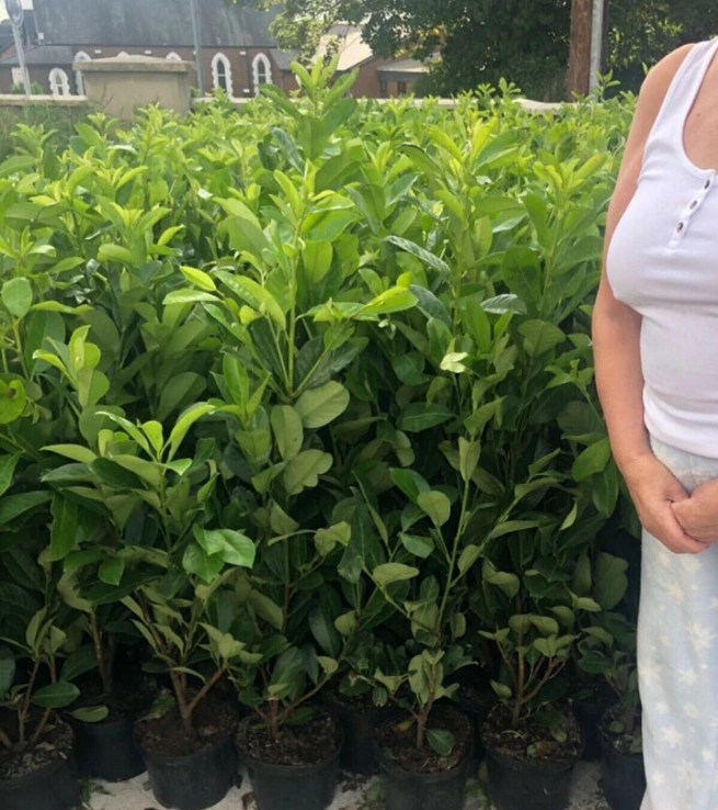 4-5ft Potted Cherry Laurel Hedging (120-150cm) 10 plants