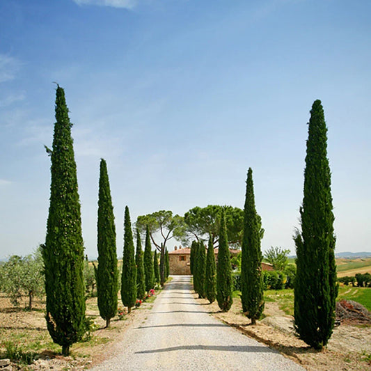 Single 90-120cm Italian Cypress Trees Ornamental Evergreen Shrubs, 20cm pot