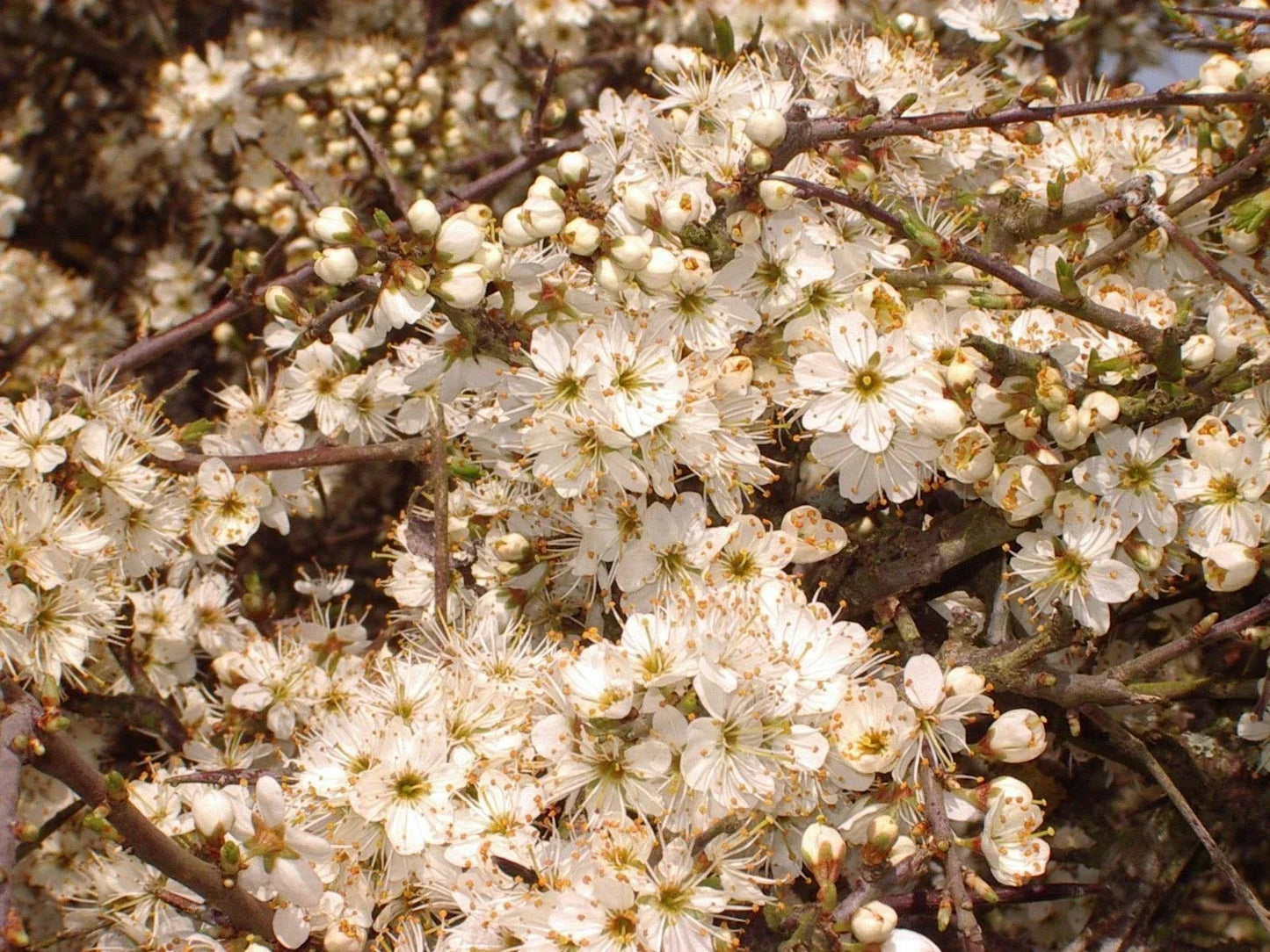 25 Blackthorn Hedging 2-3ft, Prunus Spinosa,Native Flowering Sloe Berry Hedge