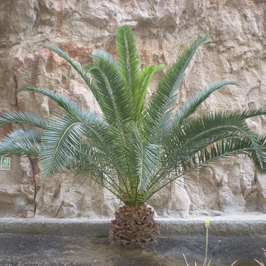 Tropical Palm Tree, Phoenix Canariensis 80cm-1m Tall, 1 x 19cm Pot