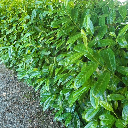30 Cherry Laurel Evergreen Hedging Plants Fast Growing Shrub 45-60cm Potted