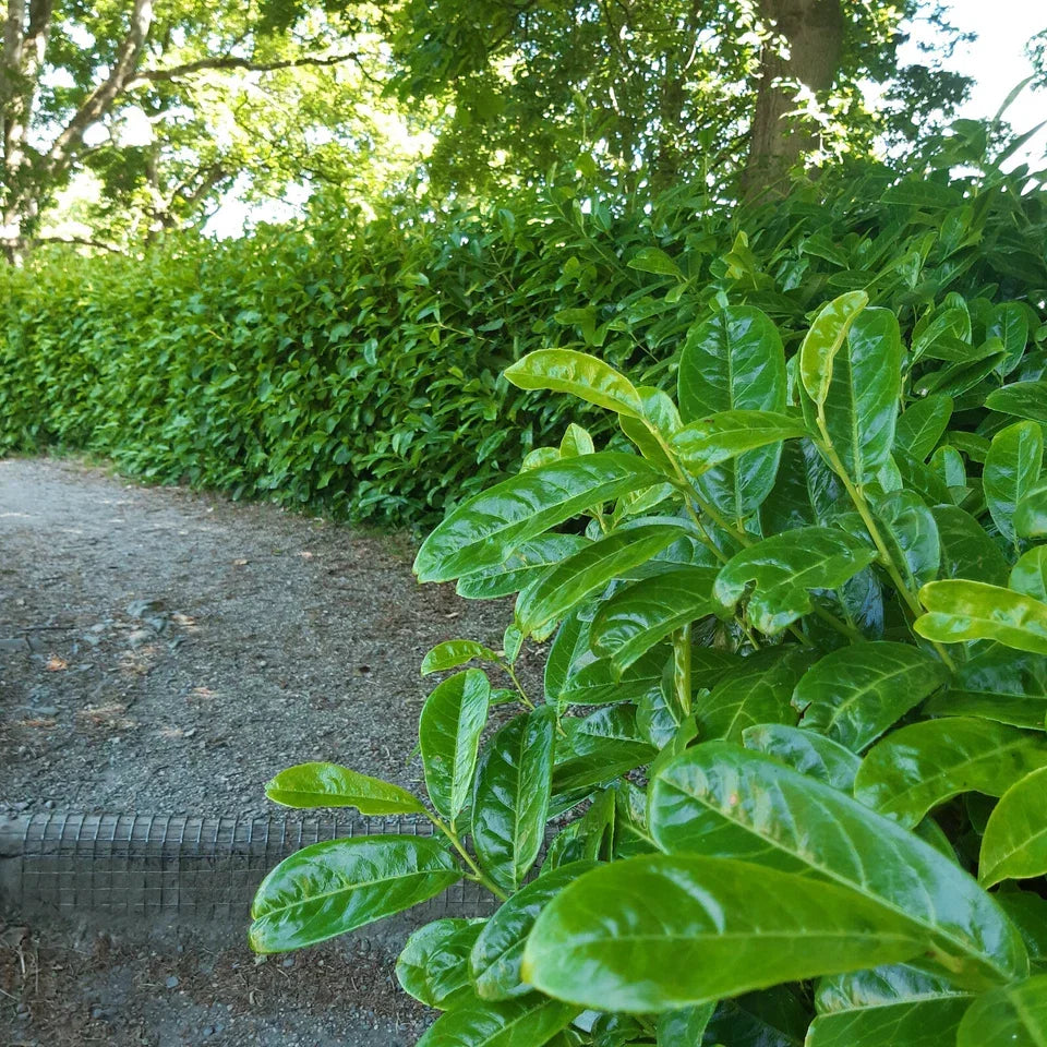 50 Cherry Laurel Hedging 45-60cm Tall Potted