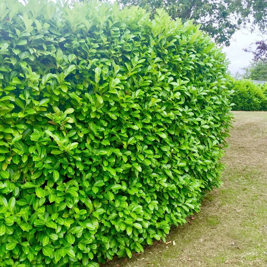 100 Cherry Laurel Hedging 40-60cm Tall Potted