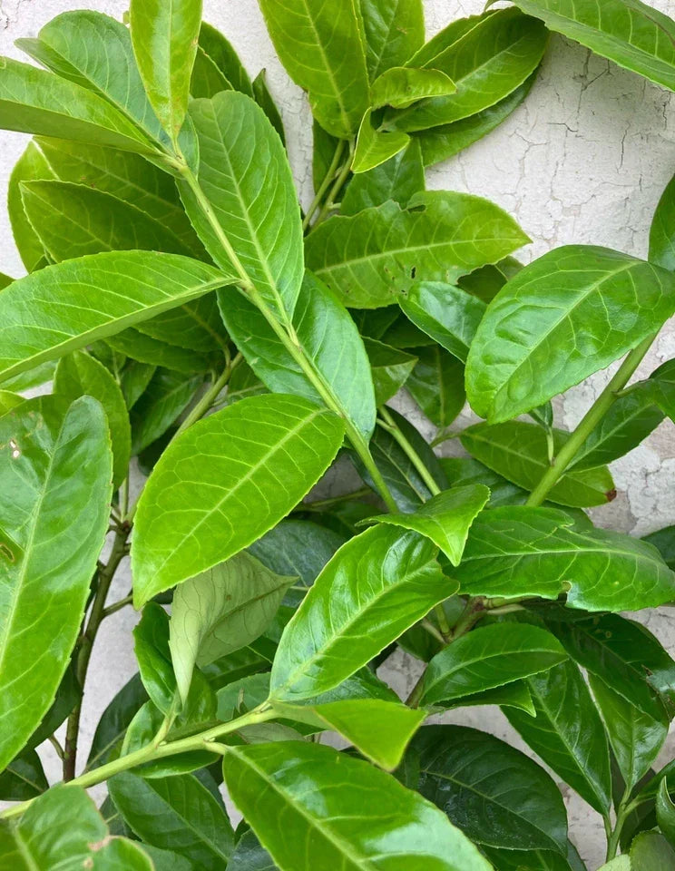 6ft 4x Cherry Laurel Hedging Plants Evergreen Amazing Quality 180cm 20L Pots