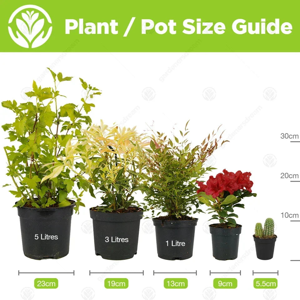 Acer palmatum Shaina - Japanese Maple | Large Outdoor Garden Ready Tree in Pot