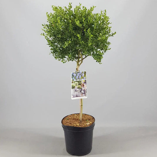 Ceanothus Victoria Tree / potted California Wild lilac trees 70_80cm