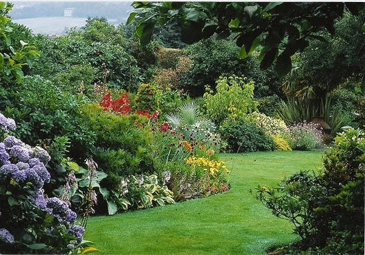 5 x Mixed Established Garden Shrubs In 9cm Pots