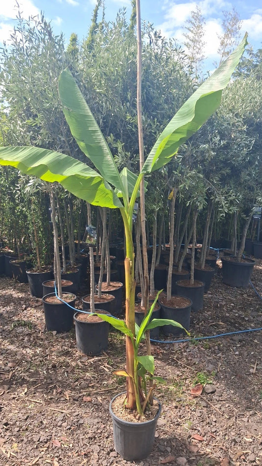 Banana Plant 20L UK hardy A* Quality Musa Bajoo Large Trunk 'Sakhalin' 150cm+/-
