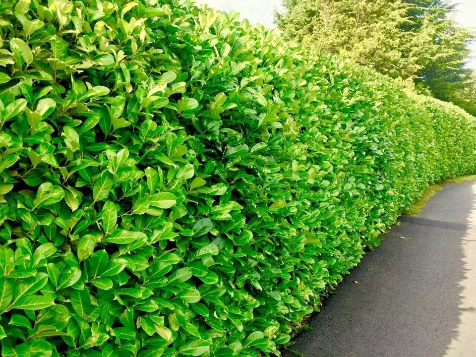 Cherry Laurel Fast Growing Evergreen Hedging Plants 30-50cm Tall Potted