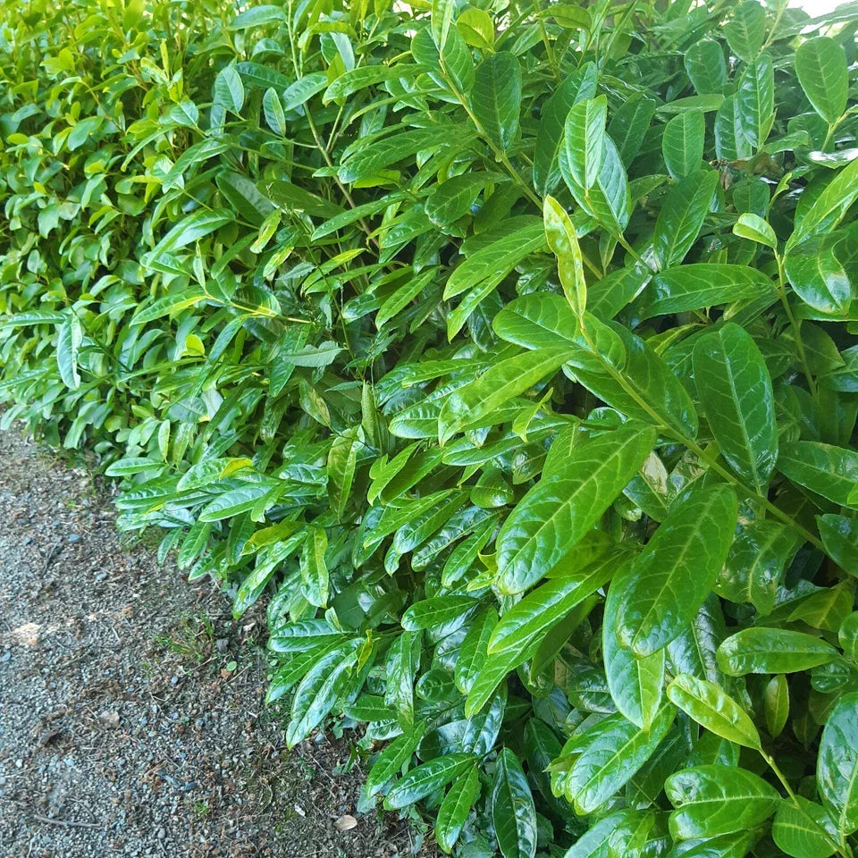 Cherry Laurel Fast Growing Evergreen Hedging Plants 30-50cm Tall Potted
