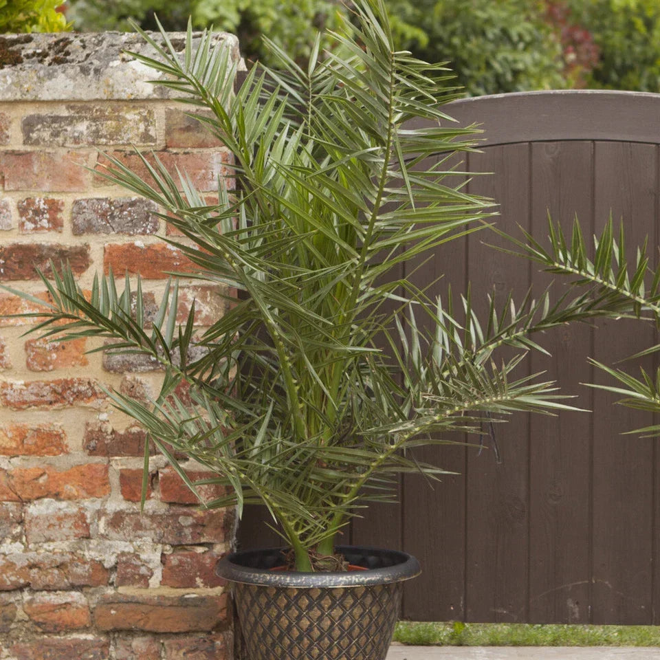 Pair of Hardy Phoenix Palm Canariensis Exotic Trees 60-80cm Tall in a 14cm Pot