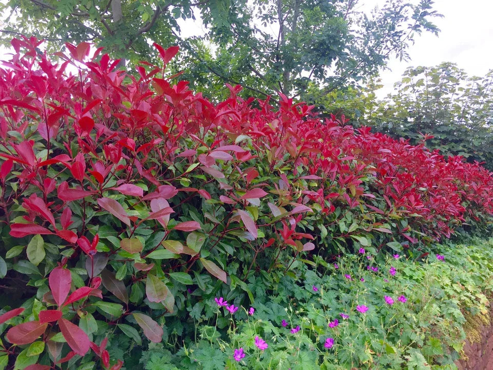 5 Red Robin Hedging Photinia Evergreen Plants Fast Growing 25-40cm Potted