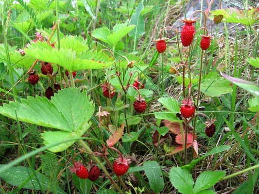 20 X Russian Wild Strawberry Plants! Berries All Year Round! No Care Needed