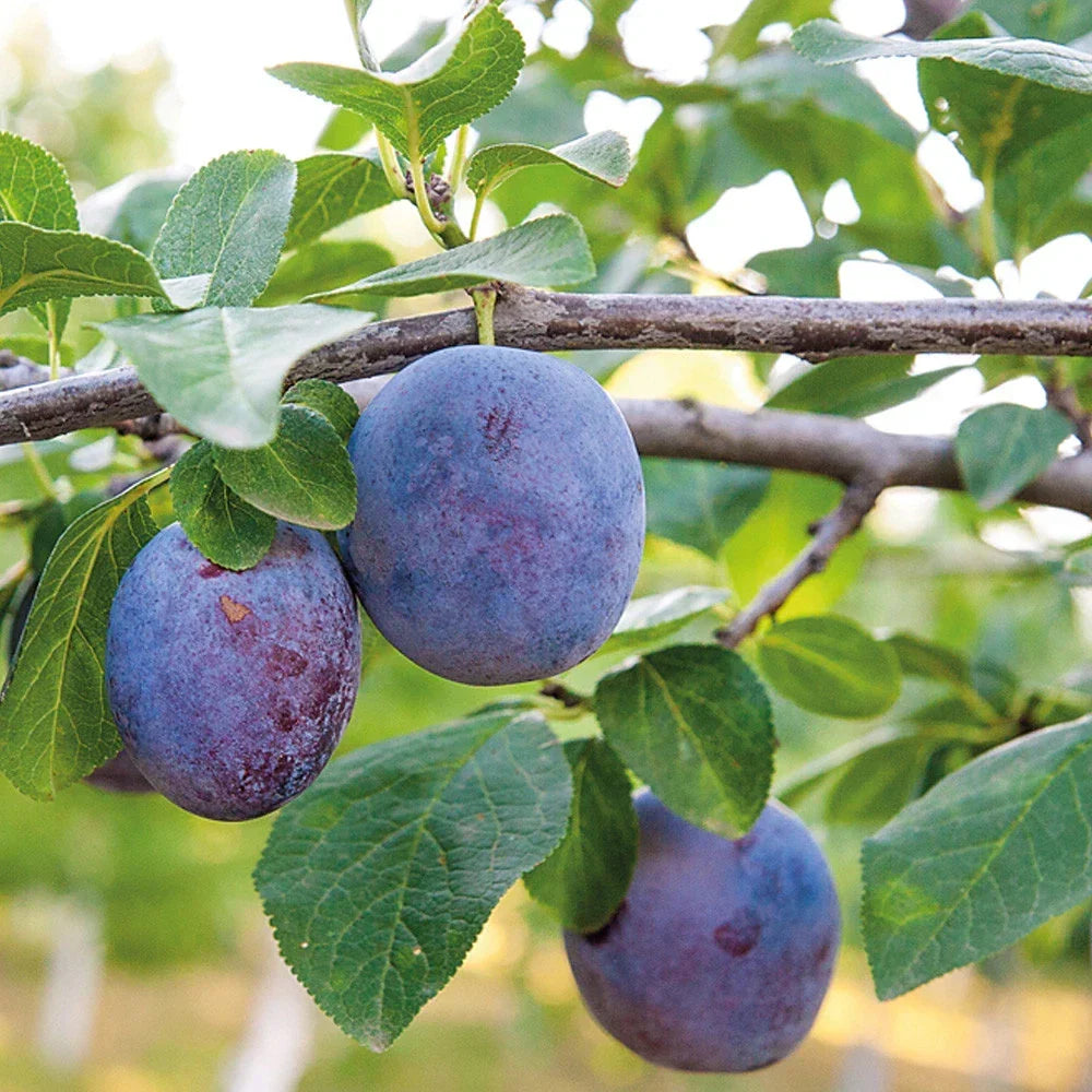 Mini Fruit Tree Patio Potted Garden Plants Apple Pear Plum Cherry 9cm Pots