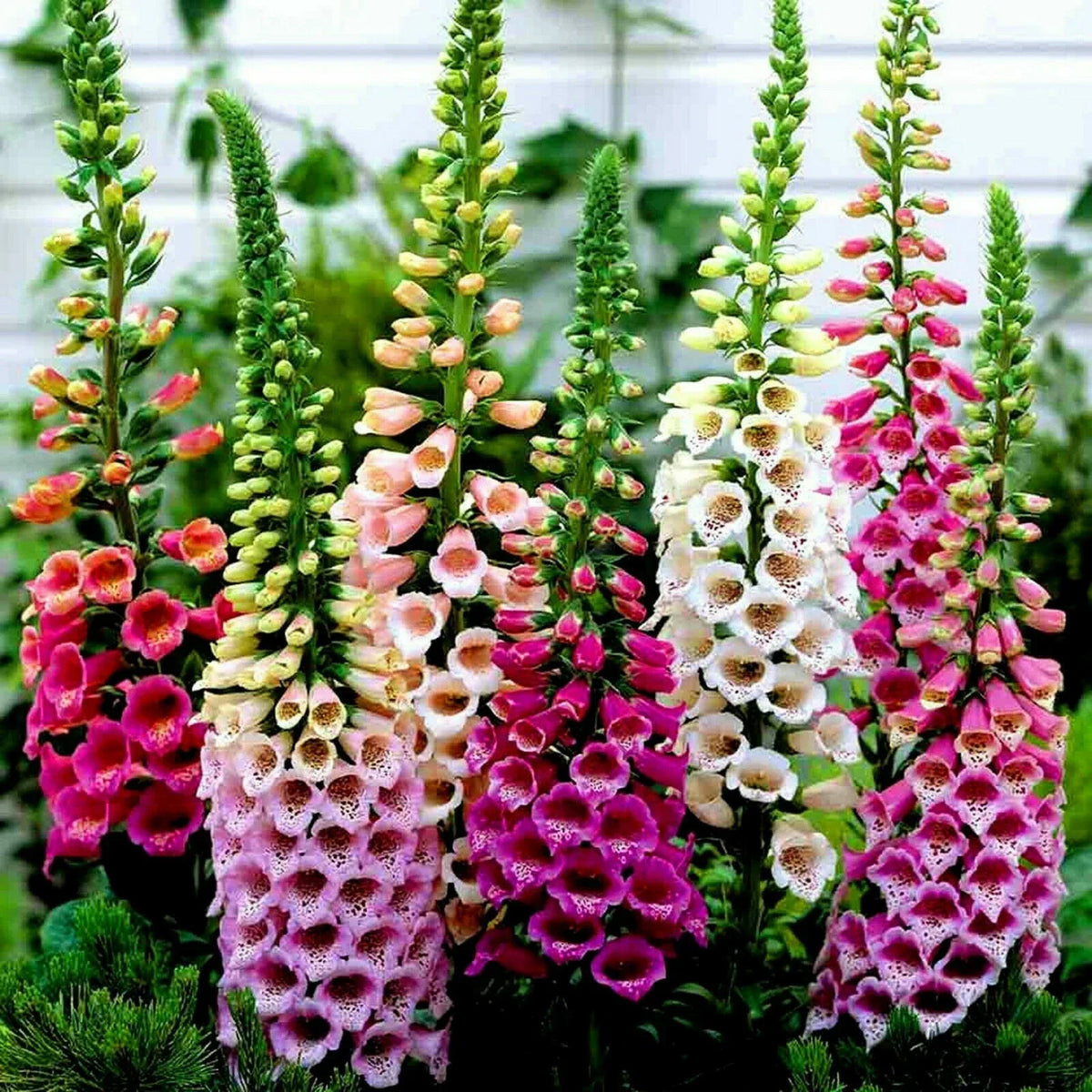 10 x Plug plants Dwarf Foxglove Digitalis 'Foxy Mixed' Cottage Garden