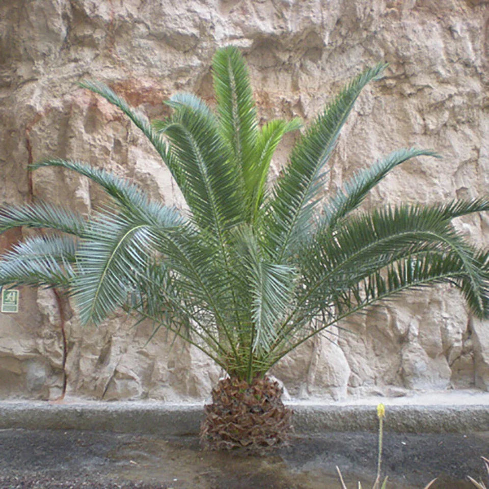 Hardy Phoenix palm 55-75cm in 14cm pot Single