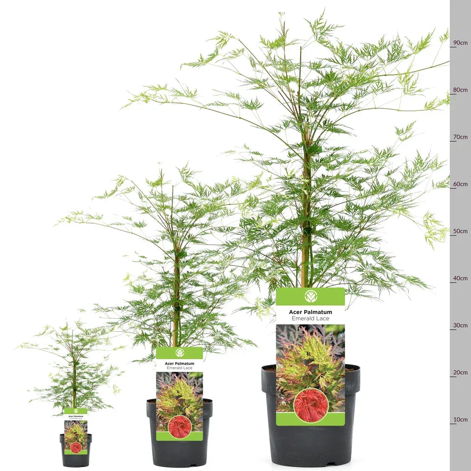 Acer palmatum dissectum 'Emerald Lace' | Japanese Maple Deciduous Tree In Pot