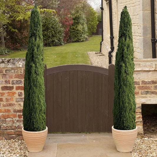 Pair of Italian Cypress Trees Ornamental Ever- green Shrubs, 2 sizes