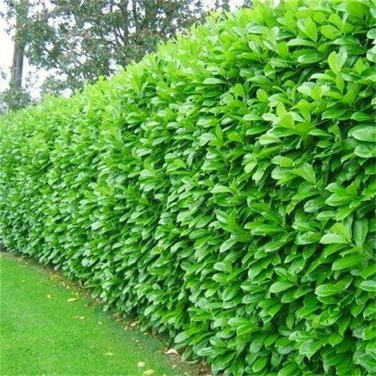 Cherry Laurel Fast Growing Evergreen Hedging Plants 30-50cm Tall Potted