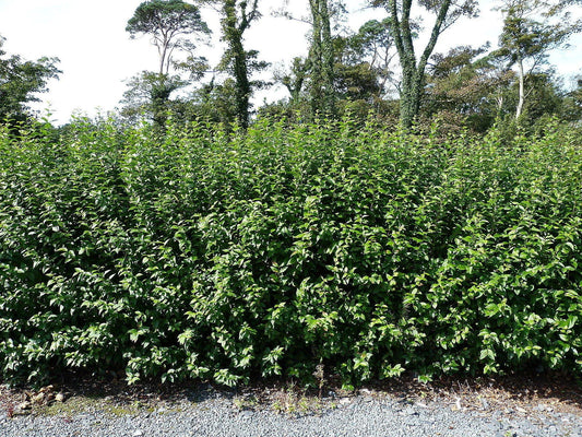 Green Privet Plants 3 - 4ft Tall, Evergreen Hedging, Grow a Quick, Dense Hedge