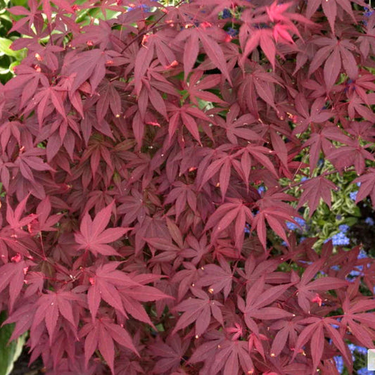 Acer 'Atropurpureum' palmatum Japanese Maple Deciduous Garden Plant In Pot