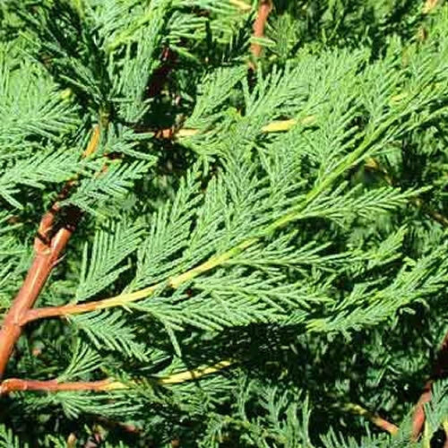 Green Leylandii Hedging Evergreen Conifer Plants 3-4ft Large 3 Litre Pots