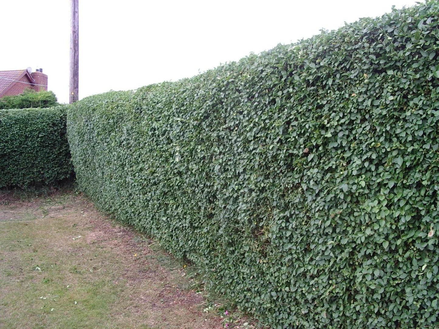 600 Green Privet Plants 3-4ft Tall, Evergreen Hedging, Grow a Quick, Dense Hedge