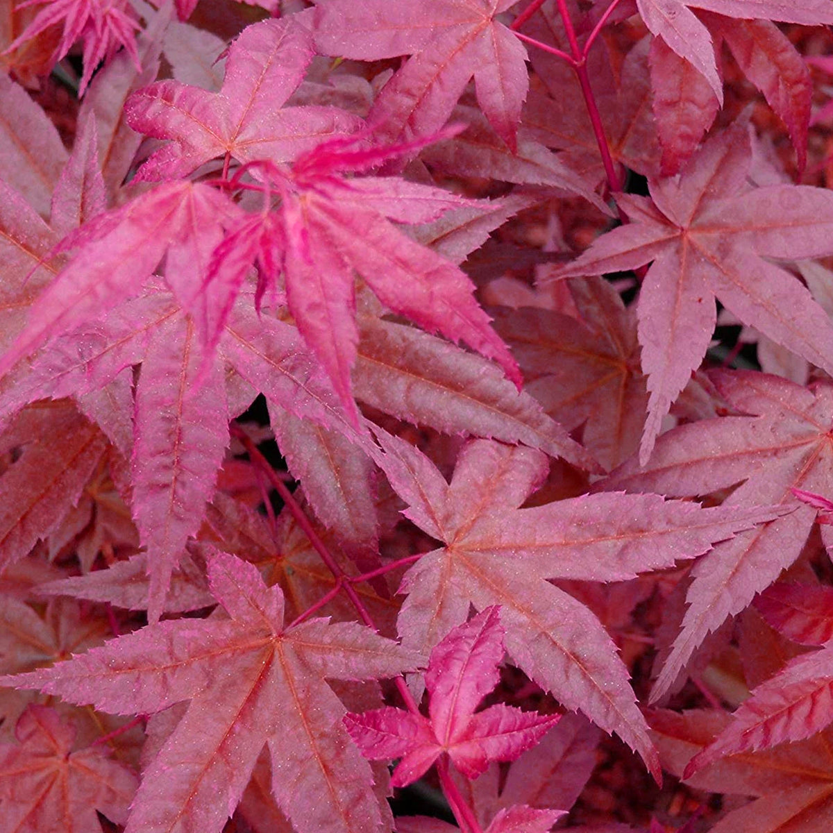 Acer palmatum 'Beni-Maiko' | Japanese Maple Deciduous Garden Plant Tree in Pot