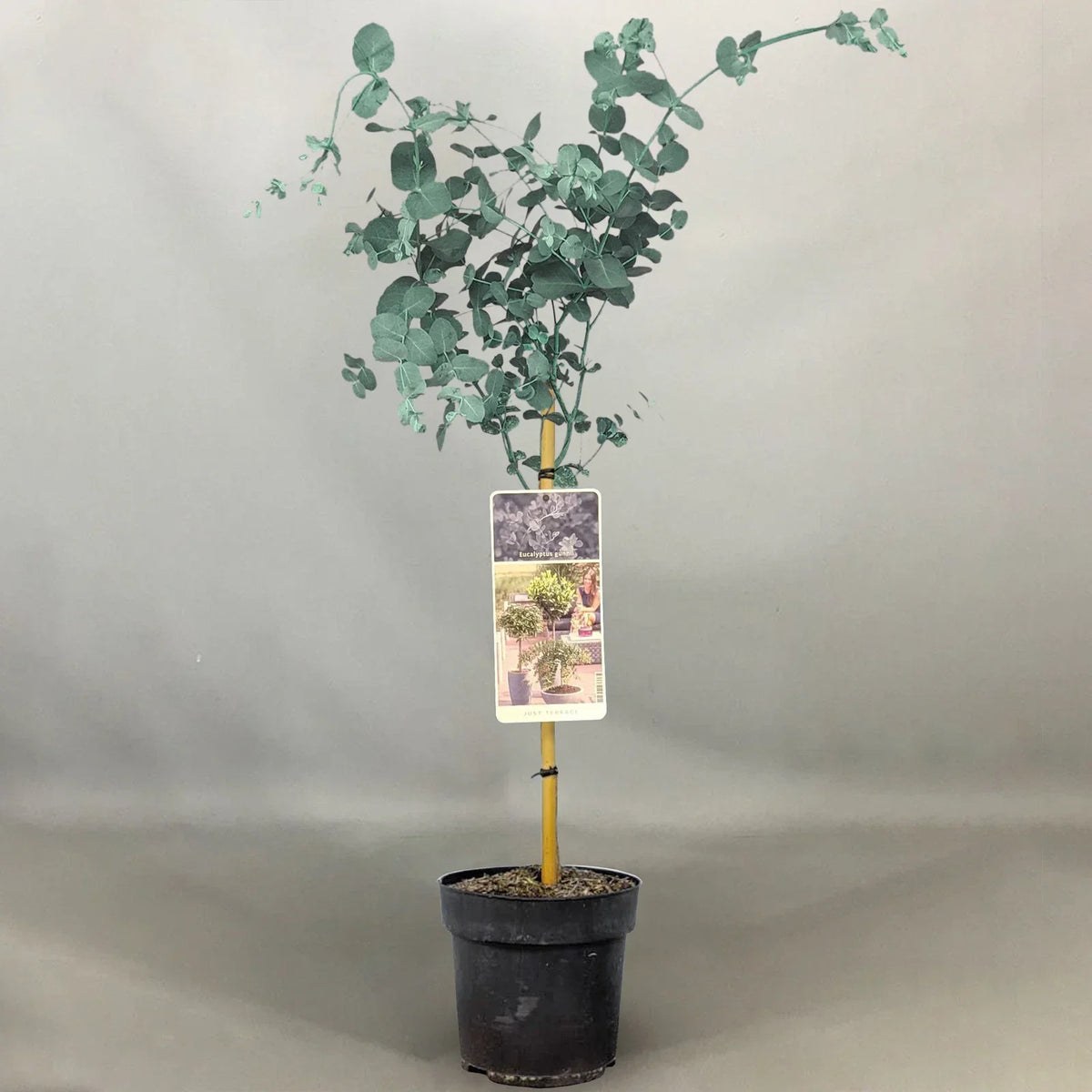 Eucalyptus gunnii Tree, Cider Gum, Potted Ornamental Trees for Small Gardens (70-80cm incl.pot)
