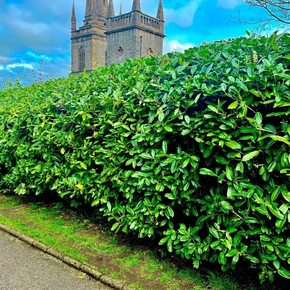 20 Cherry Laurel Hedging Plants 30-50cm Tall Potted