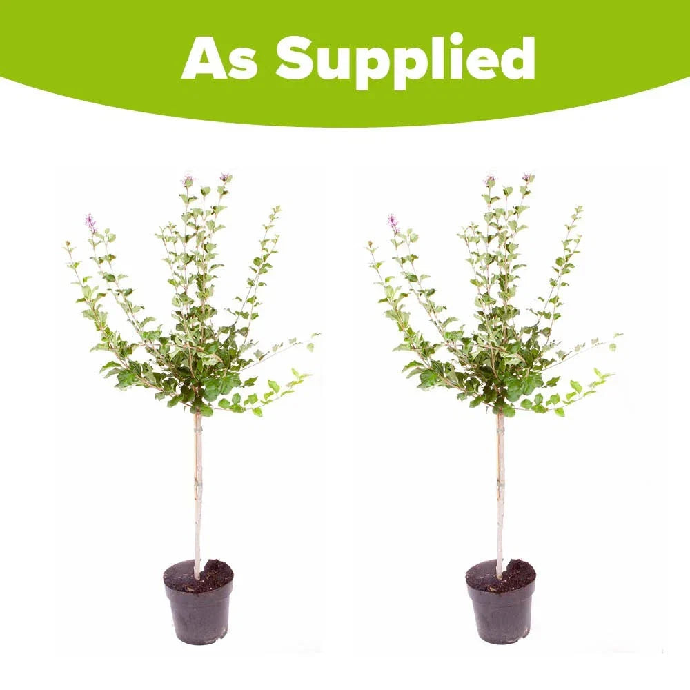 Standard Lilac Trees, 2 x Syringa Palibin, Double Flowering, 90-120cm, 3L Pots