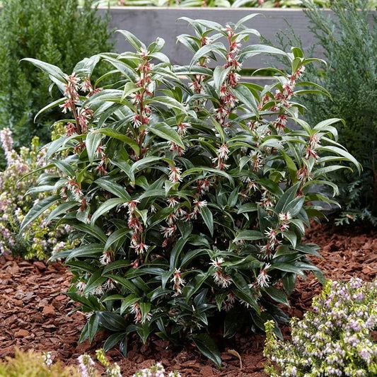 Sarcococca hookeriana Winter Gem Sweet Box 3Lt Pot Evergreen Plants