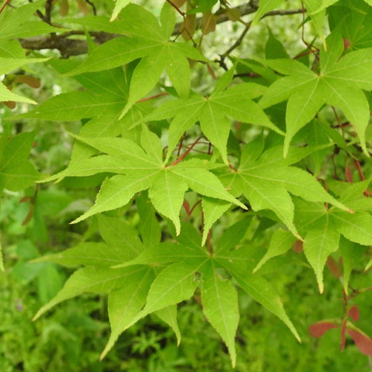 Acer palmatum 'Osakazuki', Japanese Maple Deciduous Garden Plant Tree In Pot