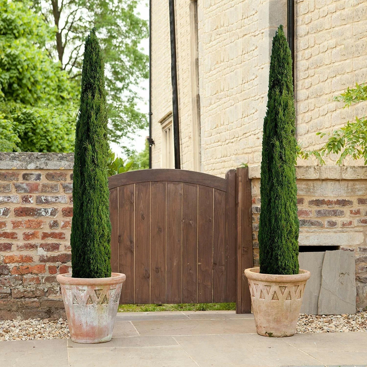 Pair of Italian Cypress Trees Ornamental Ever- green Shrubs, 2 sizes