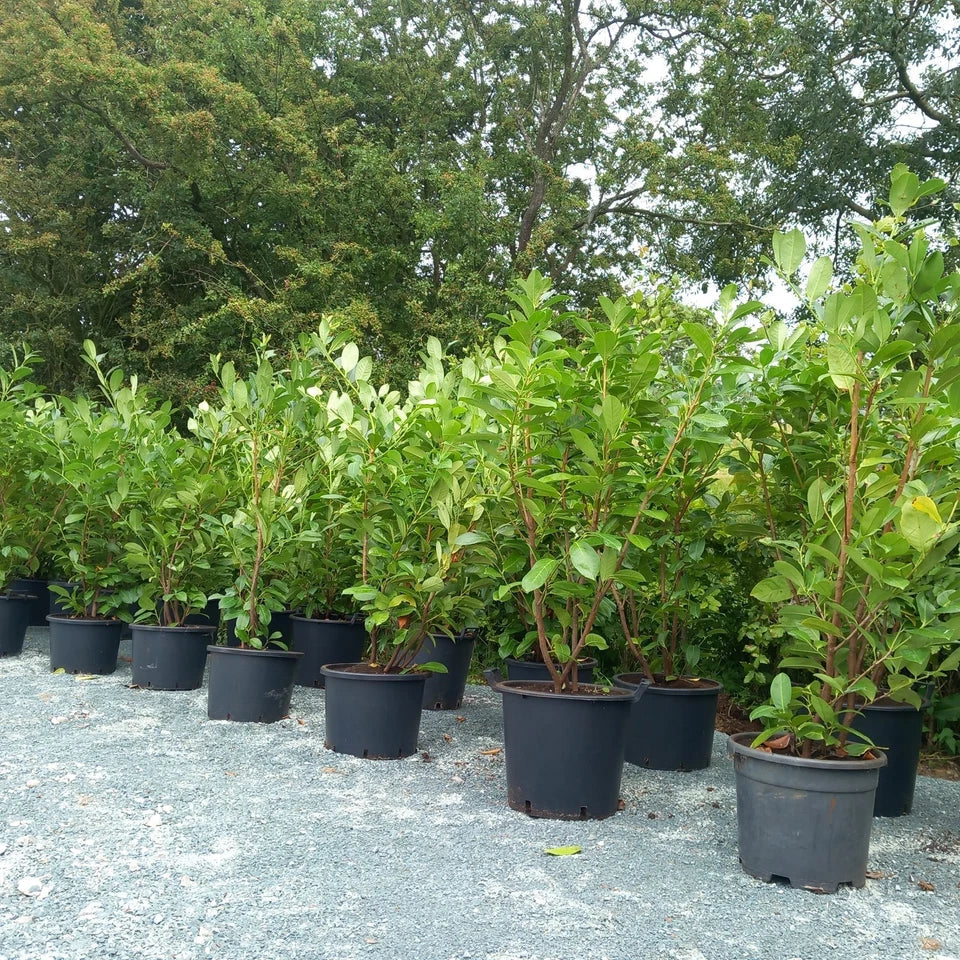 Hedging Plants