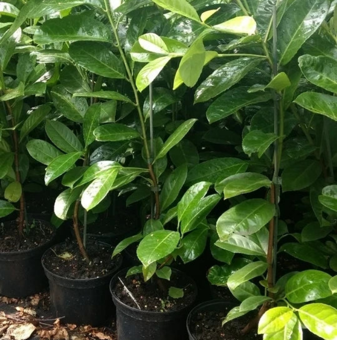 20 Cherry Laurel Hedging Plants 30-50cm Tall Potted