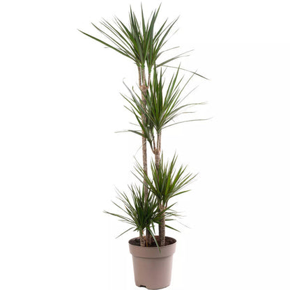 Dragon Tree Large Indoor House Plant Real Evergreen Tall Exotic Big Rare Plants