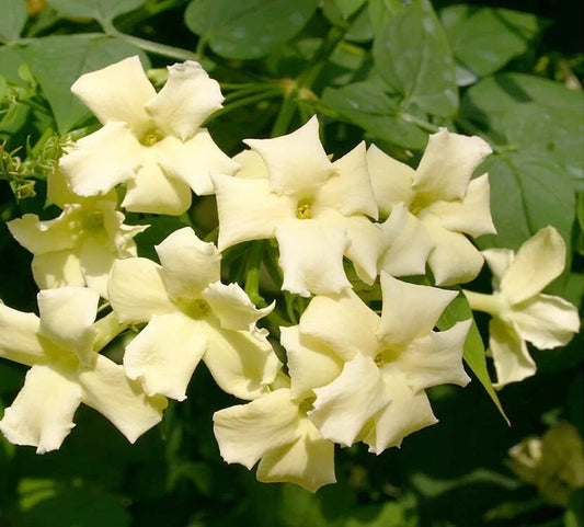 JASMINE JASMINUM CLIMBER PLANT CLOTTED CREAM 9CM POT