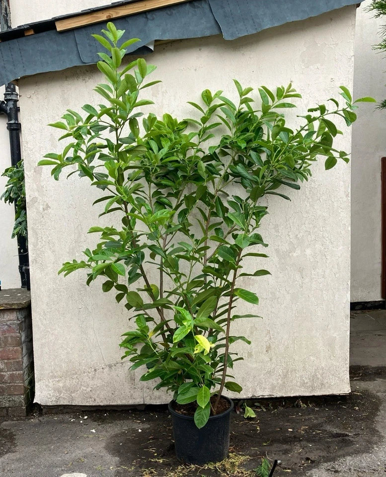 6ft 4x Cherry Laurel Hedging Plants Evergreen Amazing Quality 180cm 20L Pots