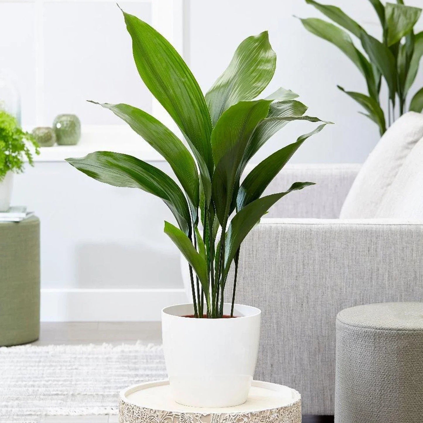 Cast Iron Plant Aspidistra Elatior Indoor House Plants Evergreen Tall Exotic
