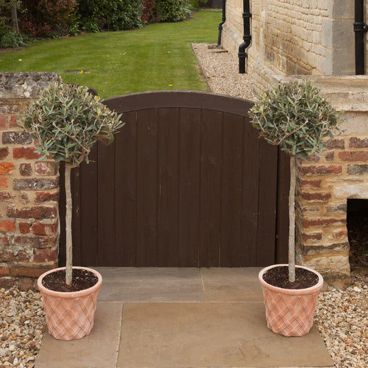 Yougarden Olive Tree Standard 80cm Tall
