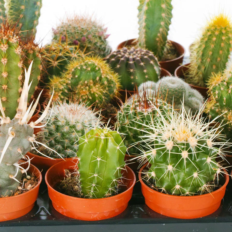 Cactus Mix - 10 Plants - House / Office Live Indoor Pot Plant - Ideal Gift