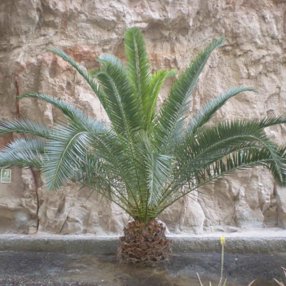 Tropical Palm Tree, Phoenix Canariensis 80cm-1m Tall, 1 x 19cm Pot