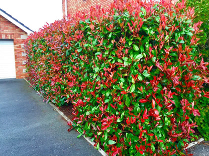 10 Red Robin Hedging Photinia Evergreen Plants Fast Growing 25-40cm Potted