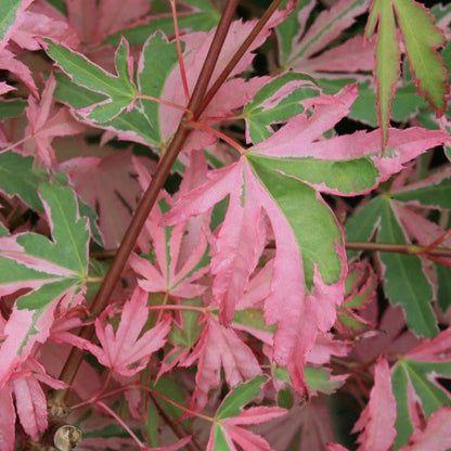 Acer palmatum Taylor - Japanese Maple | Large Outdoor Garden Ready Tree in Pot