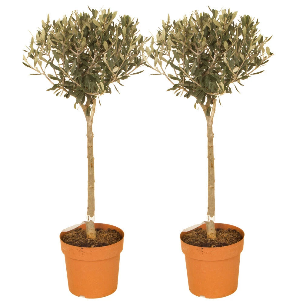 Pair of Standard Olive Trees in 18cm pots (approximately 80cm tall)