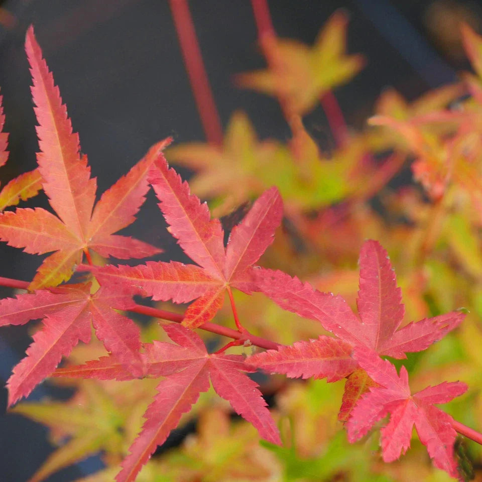 3 x Acer Plant Collection - 11cm Pots - Vars Atropur- pureum - Orange Dream