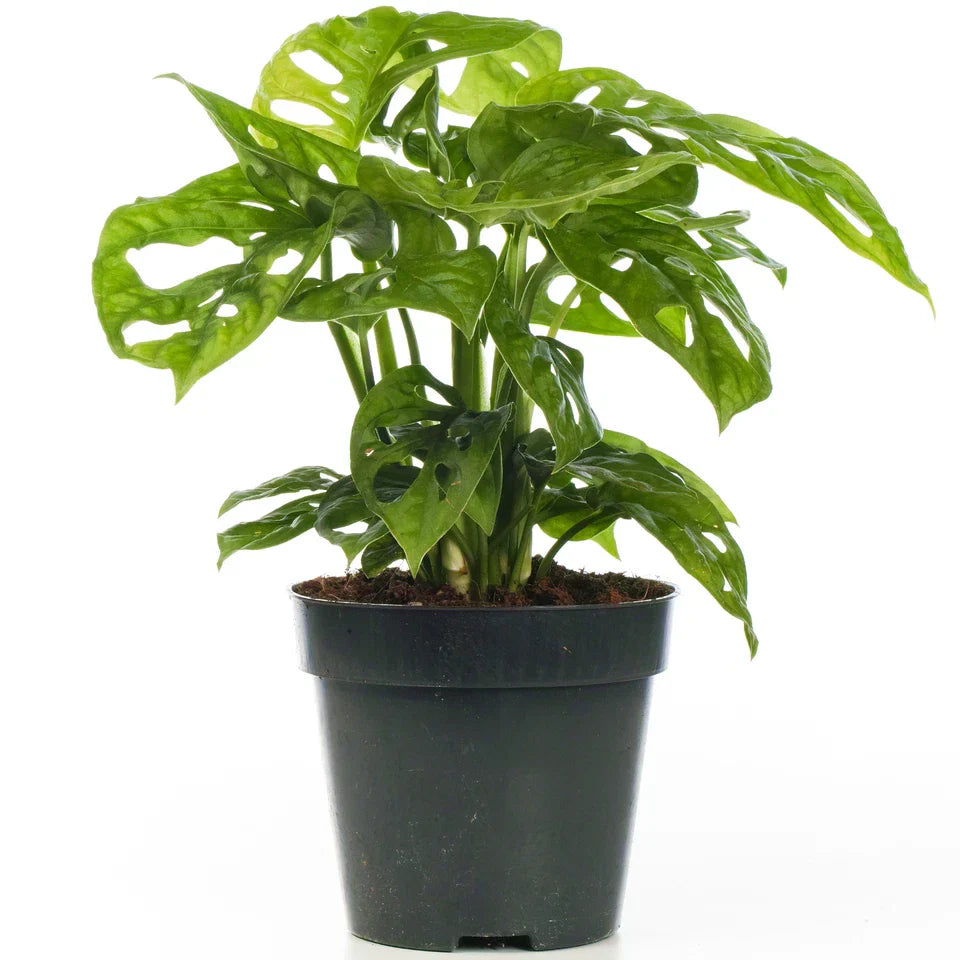 Vibrant Monstera Obliqua Monkey Leaf Indoor Potted Houseplant 20-30cm with Pot